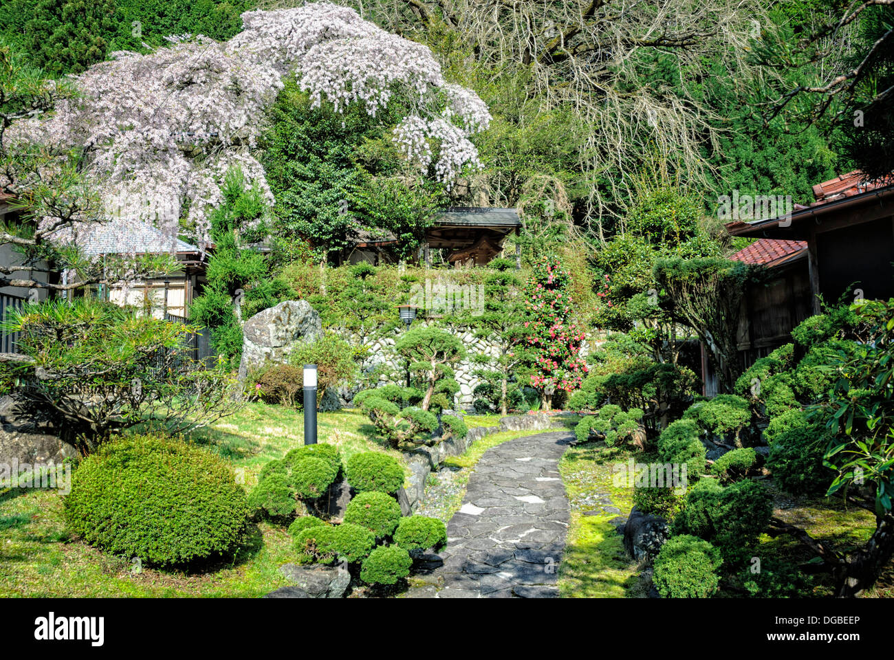 Ornate, traditional Japanese garden with cherry blossom (sakura) and topiary bushes. Stock Photo