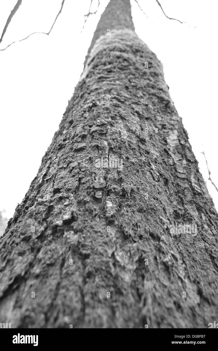 Single tree trunk in autumn Stock Photo