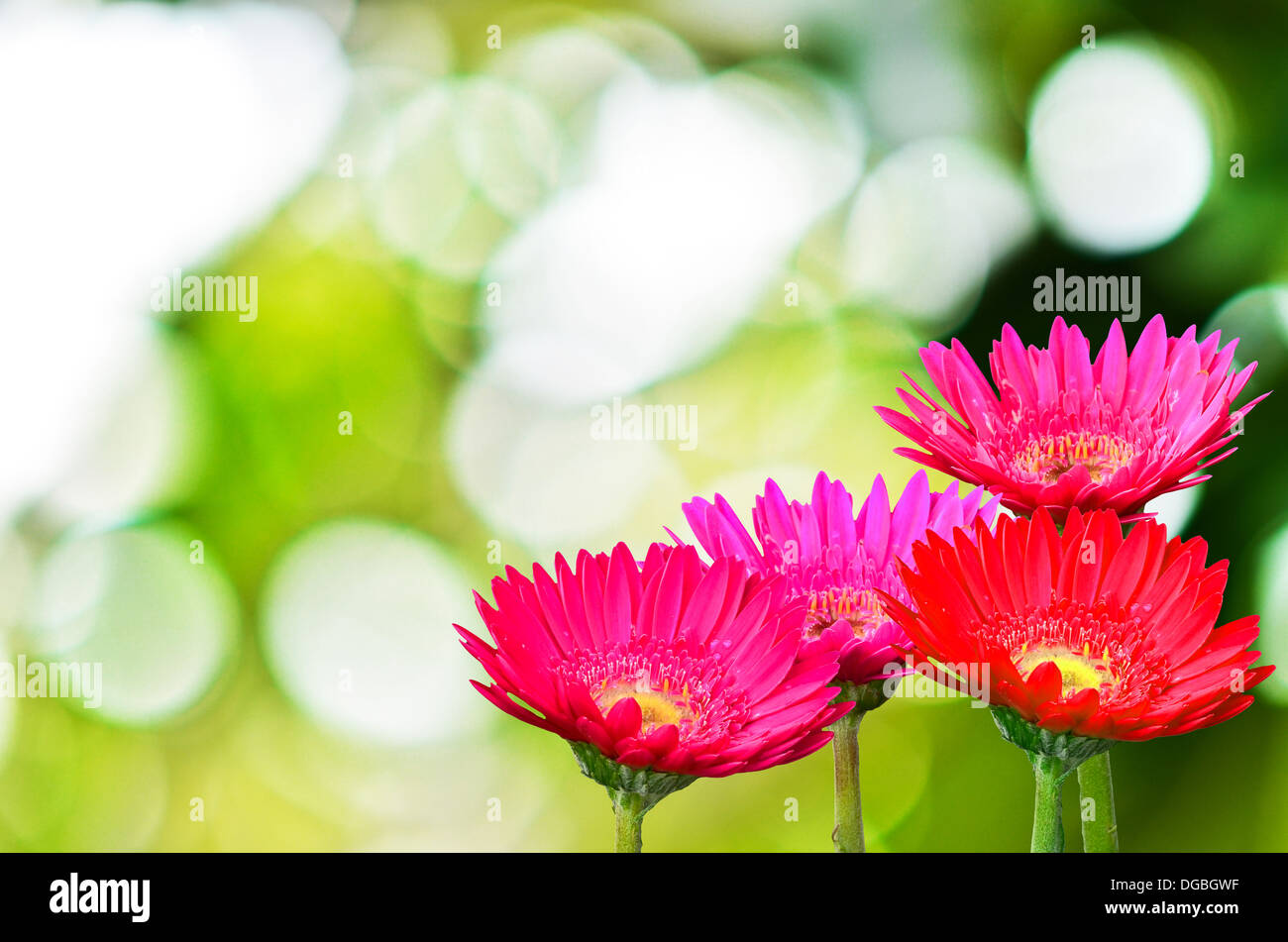 gerbera daisies on sunny abstract background Stock Photo