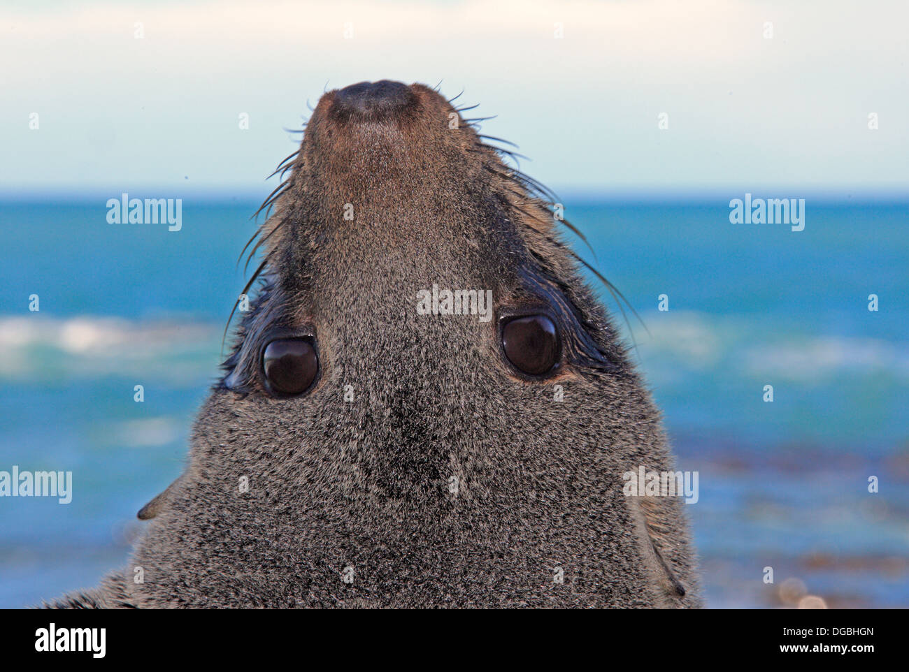 New Zealand fur seal Arctocephalus forsteri Stock Photo - Alamy