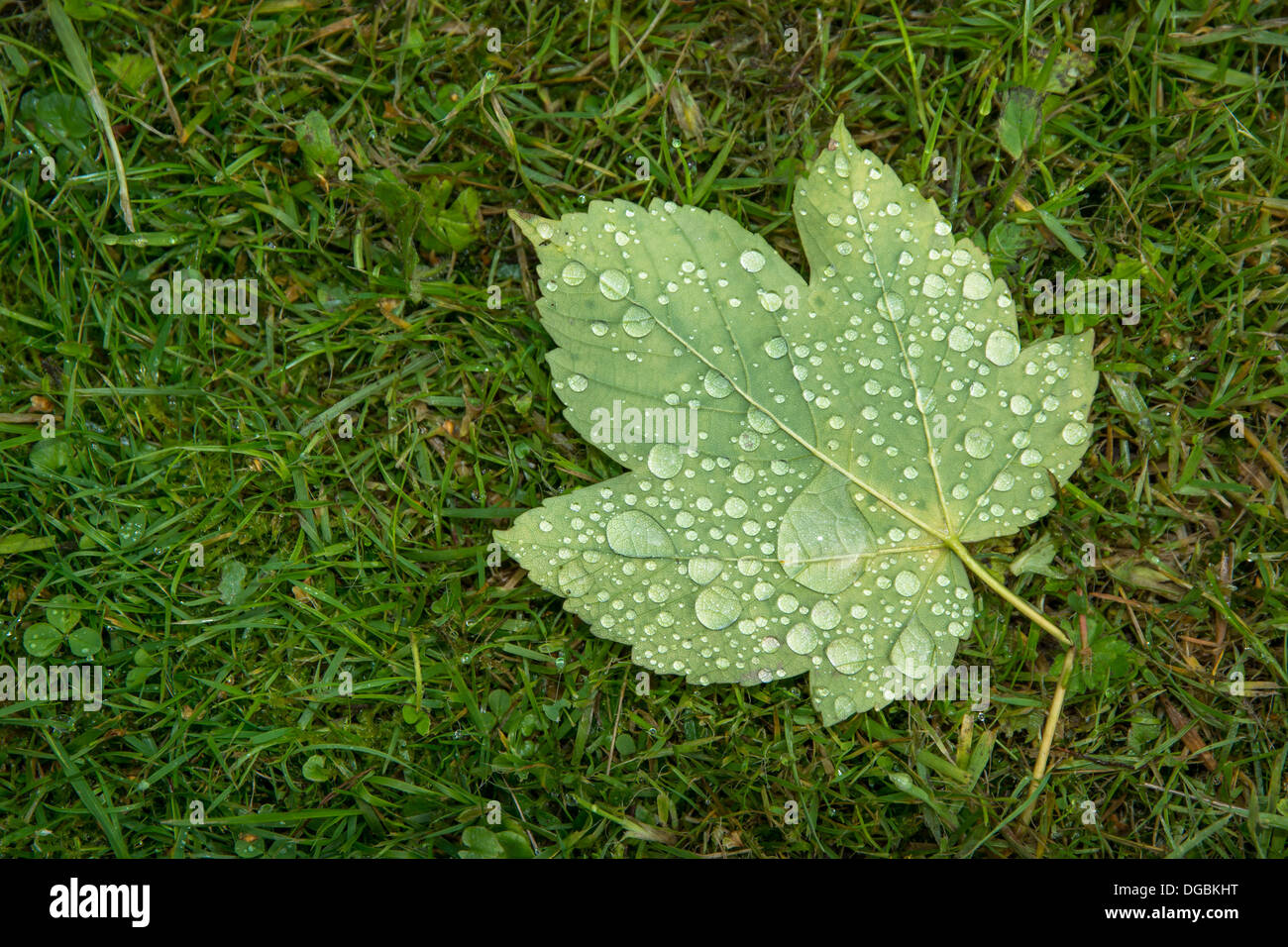 Raindrop dew dewdrop maple hi-res stock photography and images - Alamy