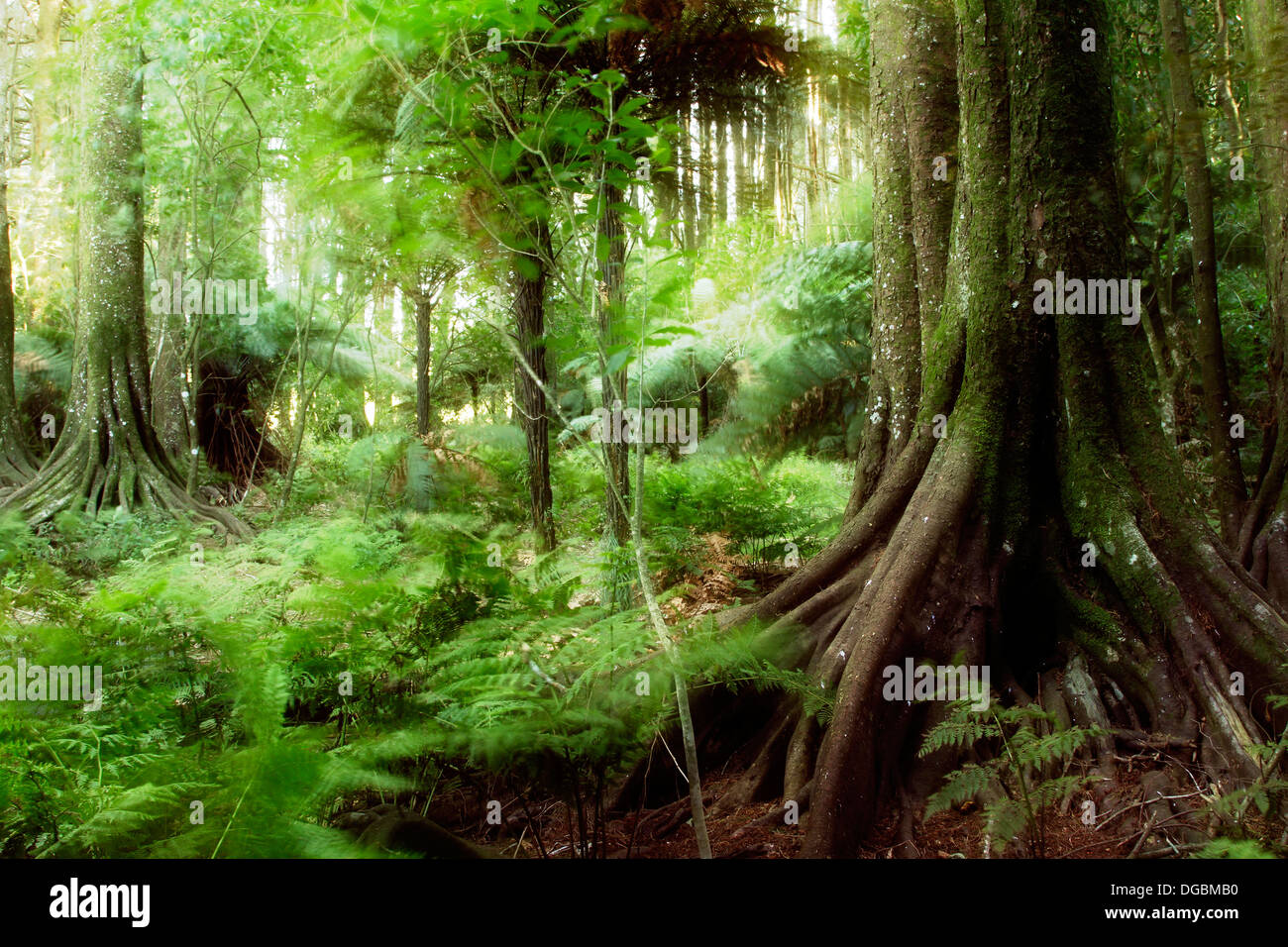 New Zealand tropical forest jungle Stock Photo