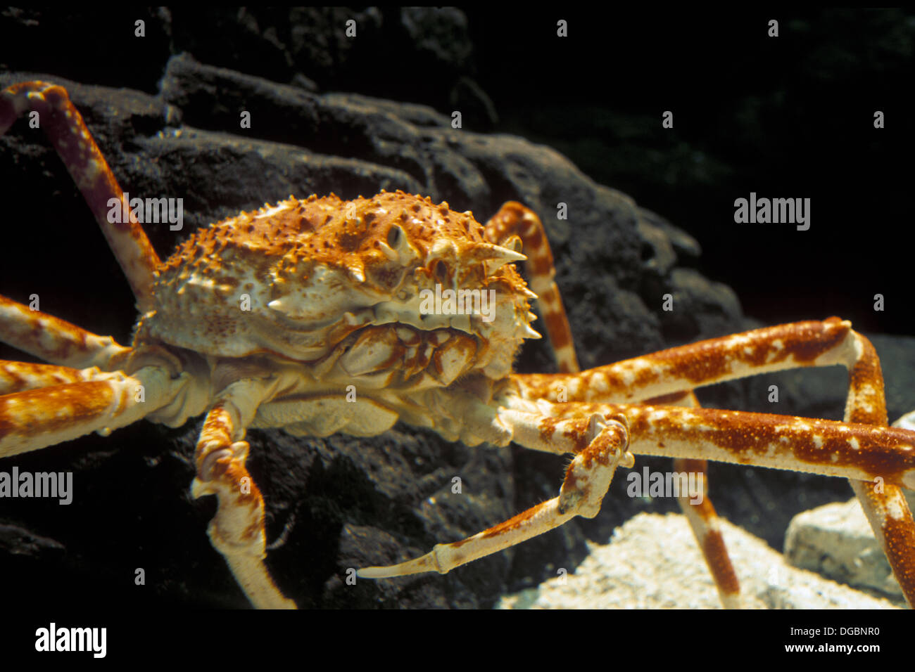 Giant Spider Crab (Macrocheira Kaempferi) captive, in the Shanghai
