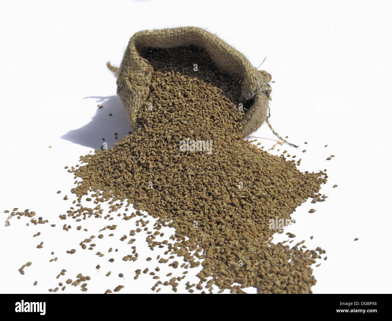 Ajowan, ajwain. Ajowan seeds come from Trachyspermum ammi, a native