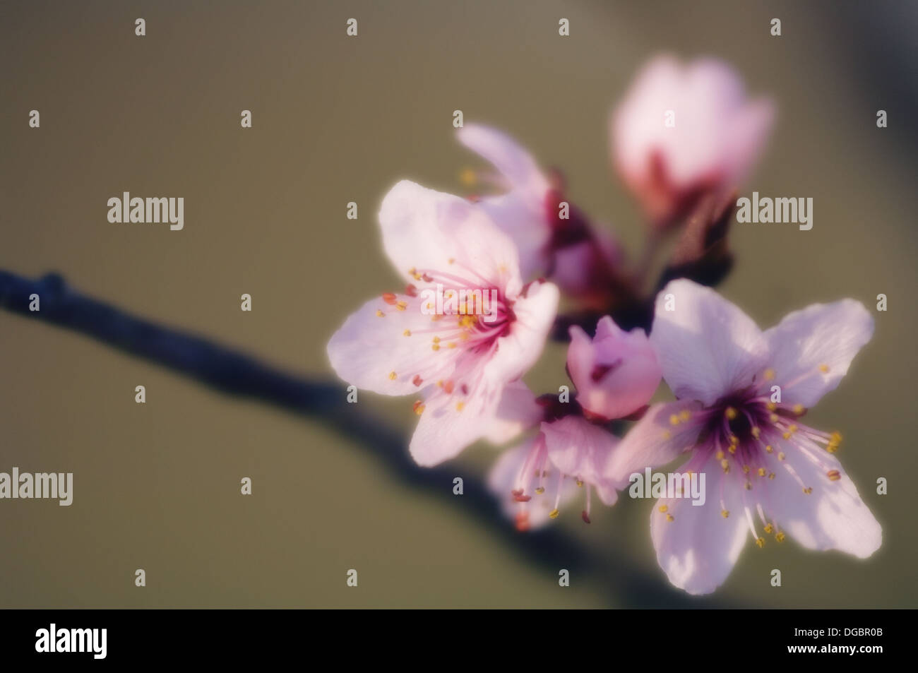 Cherry Blossom (Prunus cerasifera). March 2006. Maryland, USA Stock ...