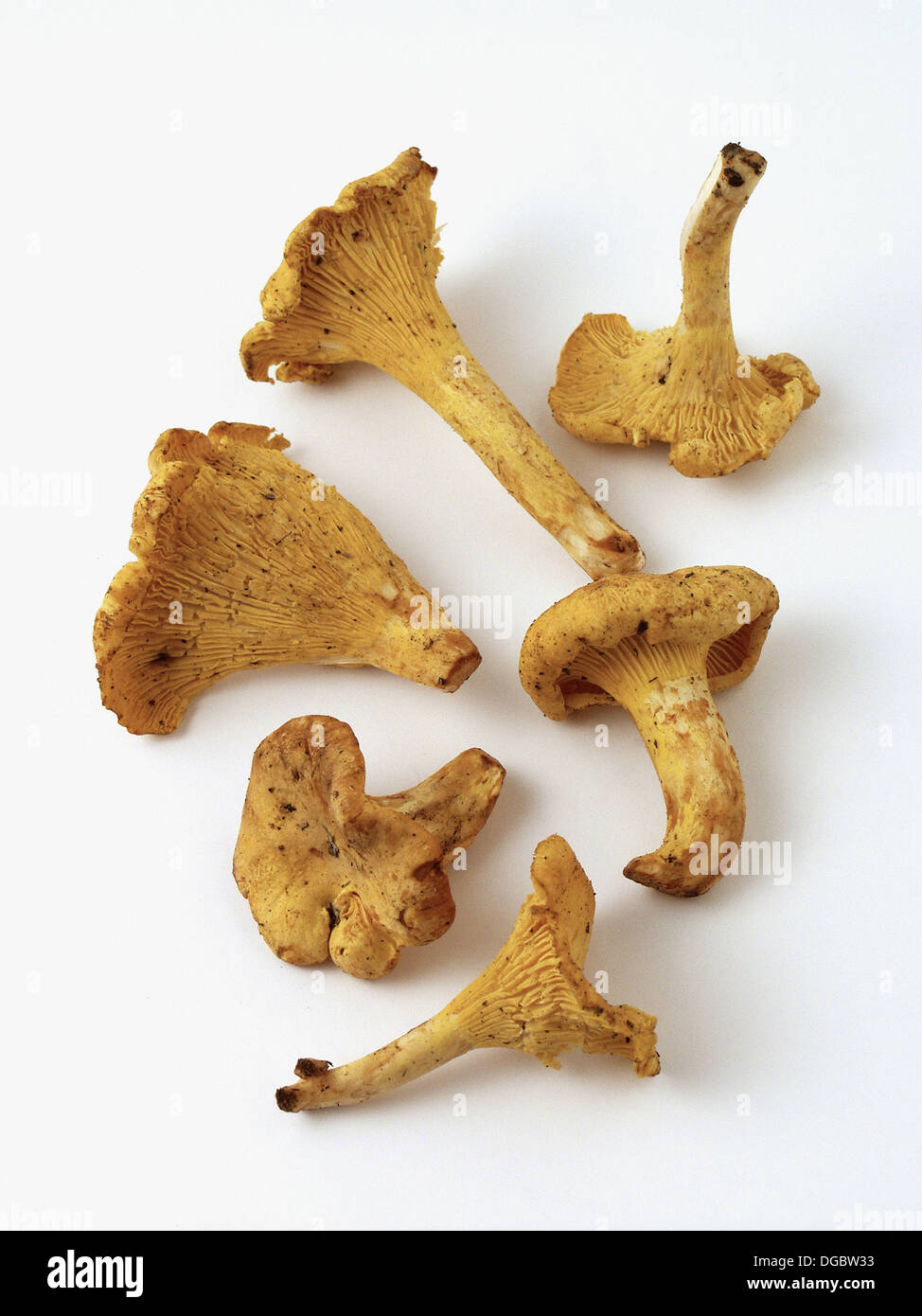 Yellow chanterelle (Cantharellus cibarius Stock Photo Alamy