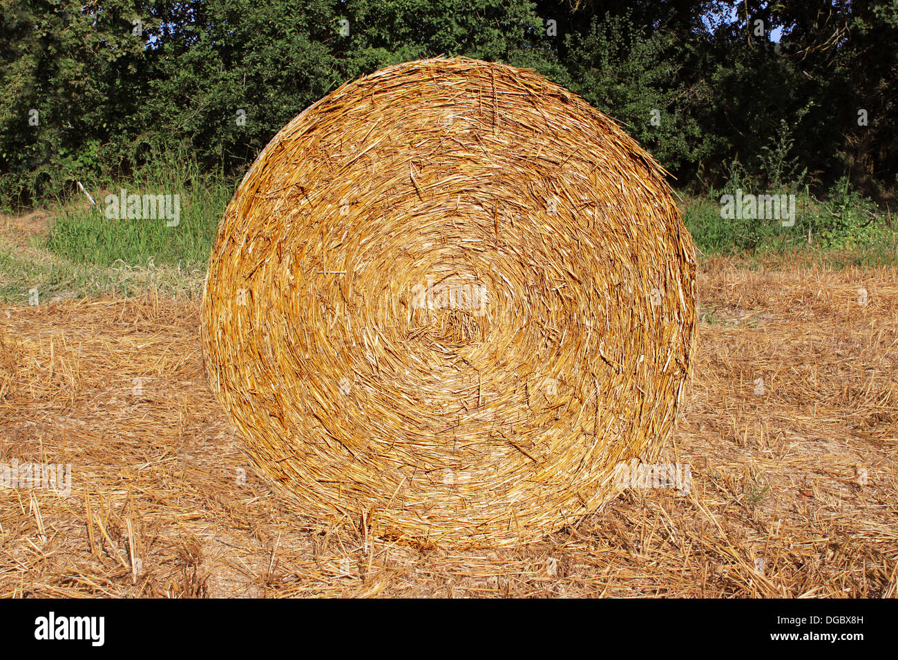 a stack of straw in a field of growing wheat crop Stock Photo
