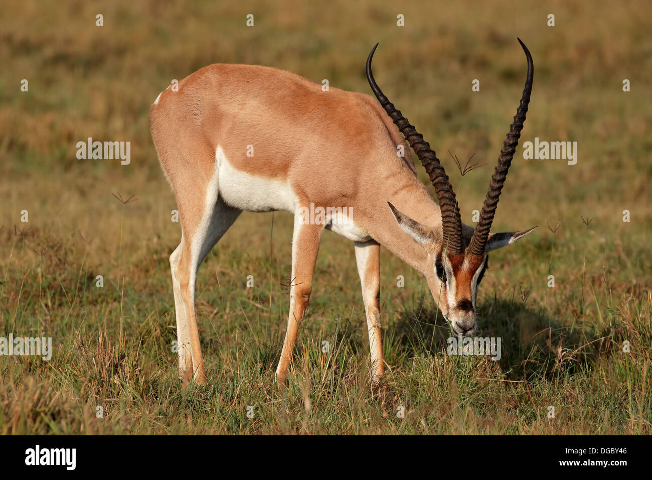 Male Grant's gazelle (Nanger granti), Lake Nakuru National Park, Kenya Stock Photo