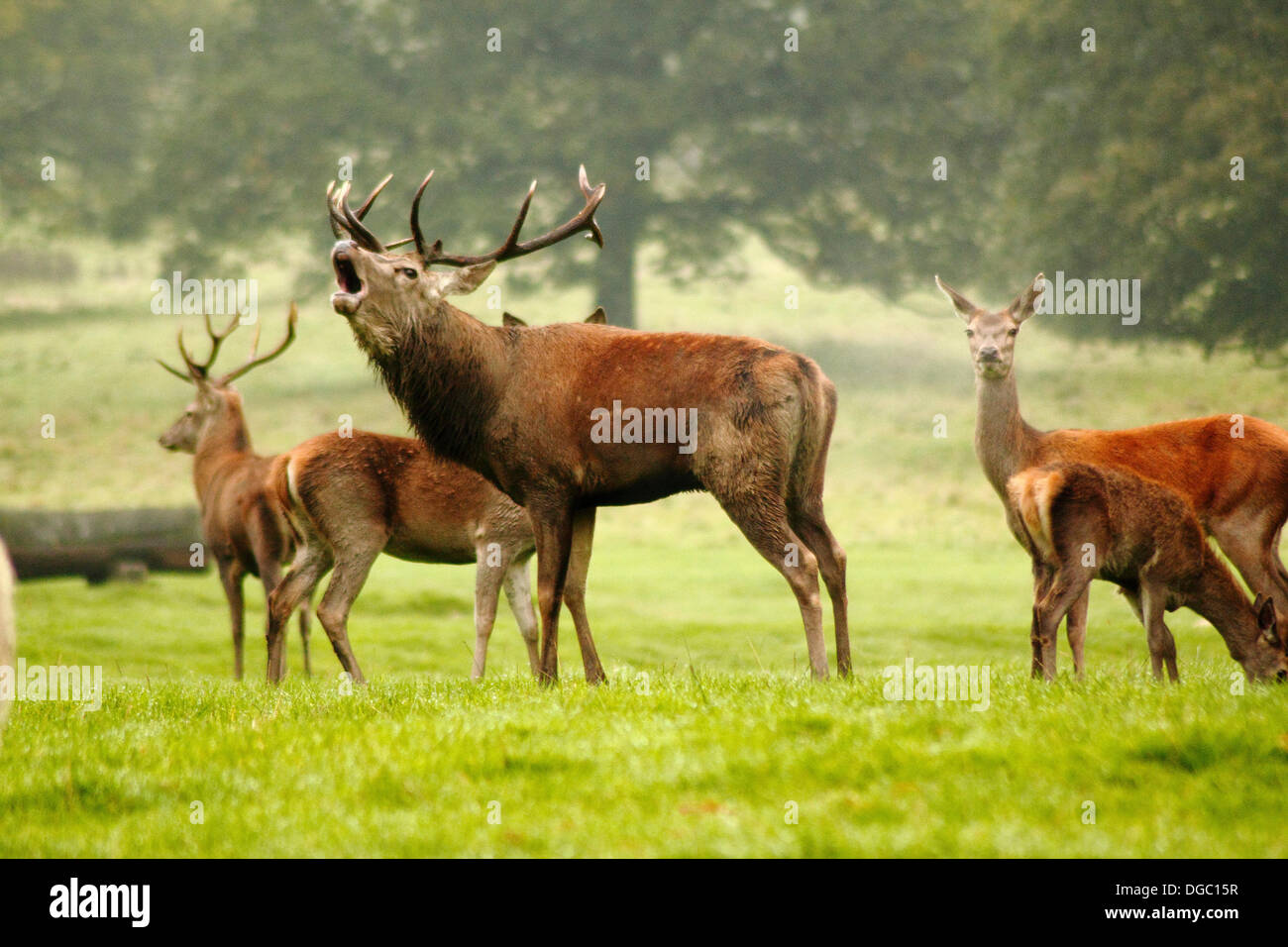Chatsworth, Derbyshire, UK. 18th Oct. 2013.  Eager to prove his worth to the ladies, a dominant red deer stag bellows across the Chatsworth Estate's autumnal parkland in the heart of the Peak District National Park. Credit:  Matthew Taylor/Alamy Live News Stock Photo