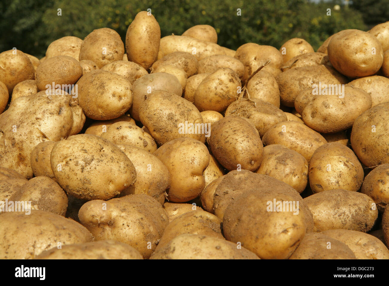 Harvesting potatoes spain hires stock photography and images Alamy