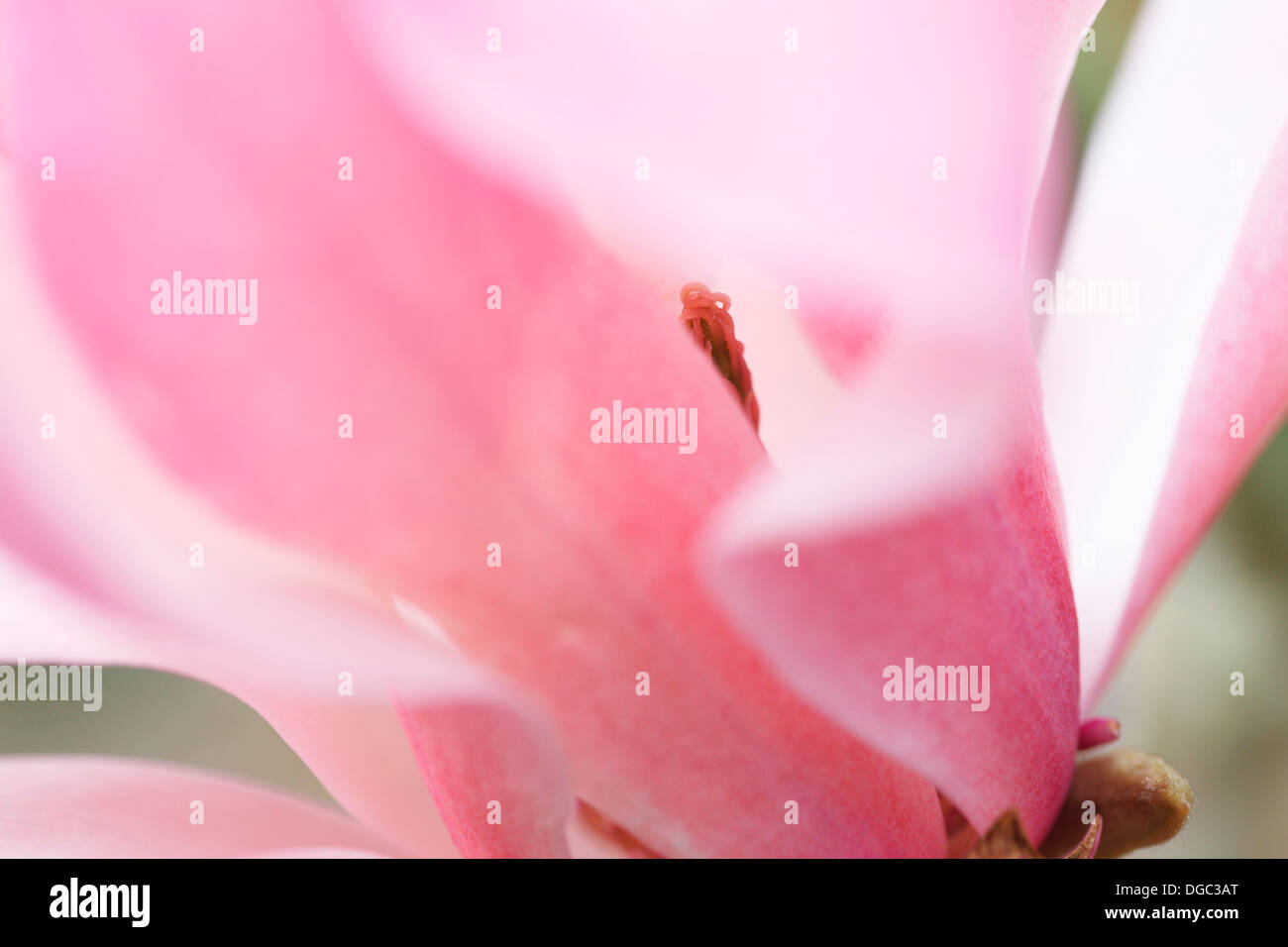 exquisite magnolia sprengeri pink bloom, gentle and ethereal  Jane Ann Butler Photography  JABP1080 Stock Photo