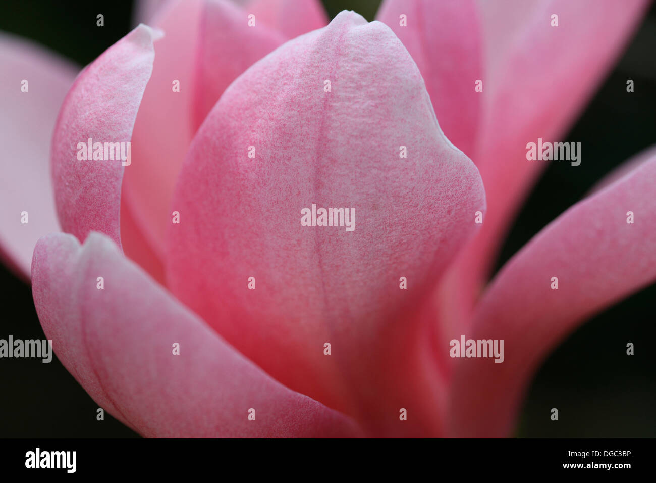 exquisite magnolia sprengeri pink bloom gently opening dramatic contrast Jane Ann Butler Photography  JABP1081 Stock Photo