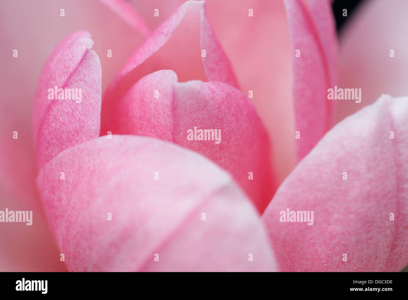 exquisite magnolia sprengeri pink bloom gently opening  Jane Ann Butler Photography  JABP1082 Stock Photo