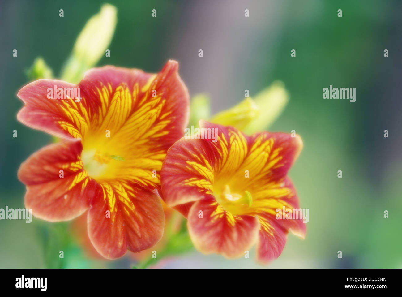 Painted Tongue Flower Duo. Salpiglossis sinuata. June 2006 Stock Photo