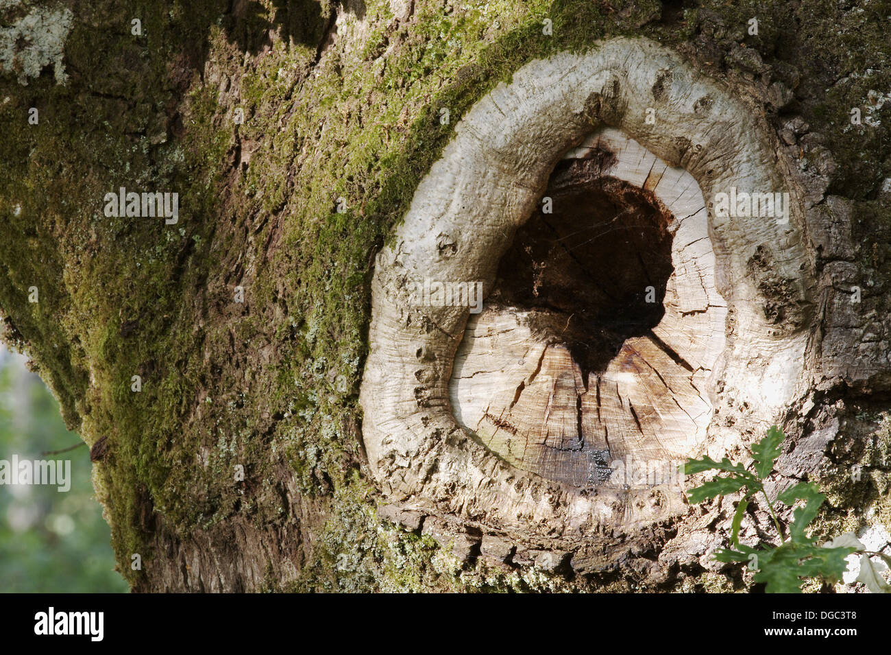 Knot on an oak tree Stock Photo Alamy