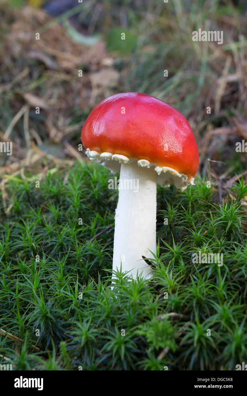 Example of the Fungi Fly Agaric Amanita muscaria Without White Spots Which Can be Washed Off by Rain North Pennines UK Stock Photo
