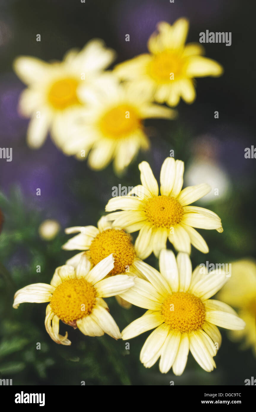 Yellow Marguerite Daisies. Argyranthemum frutescens. July 2006