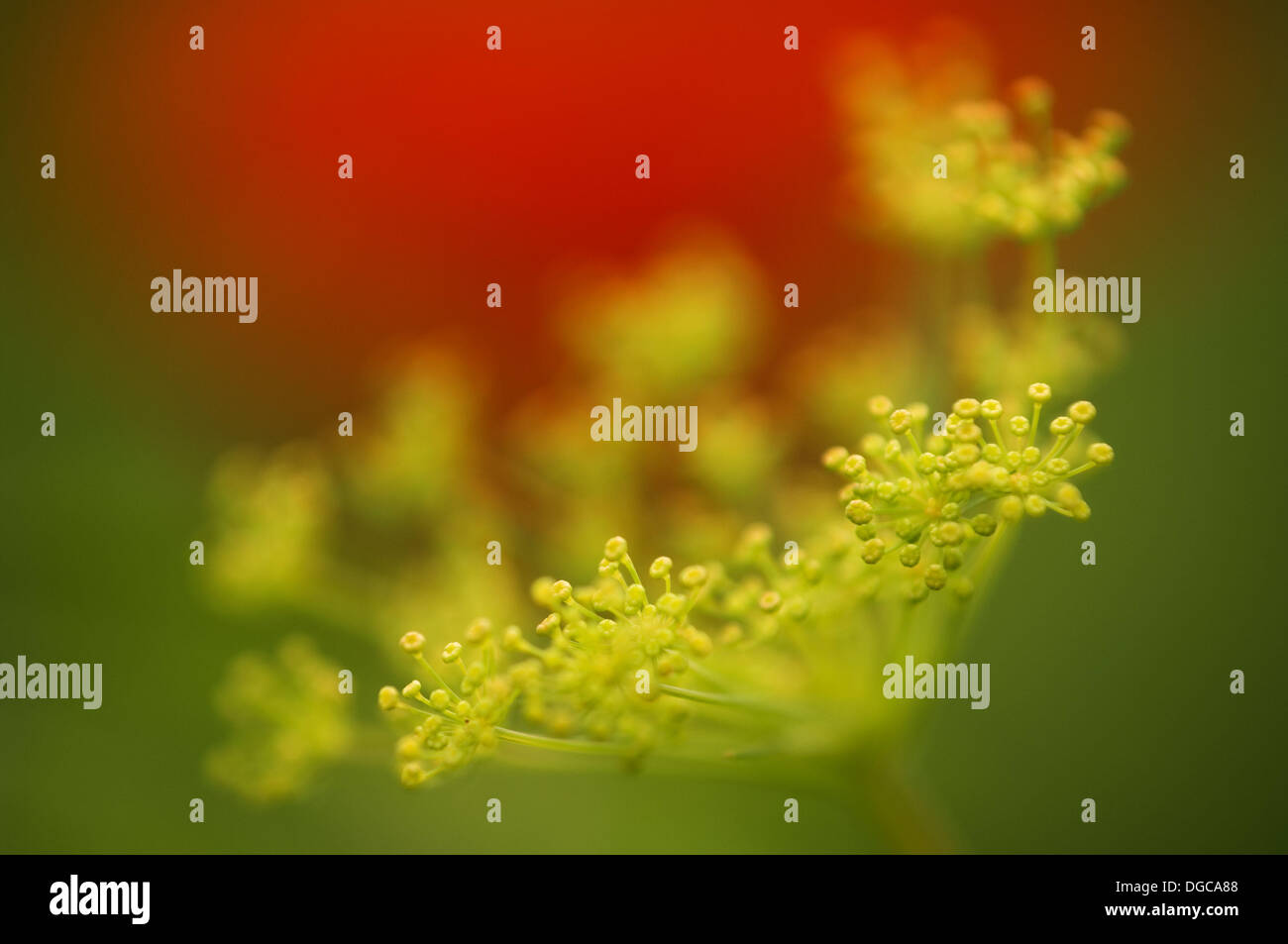 Dill Herb in Bloom. graveolens. Poppies in the background