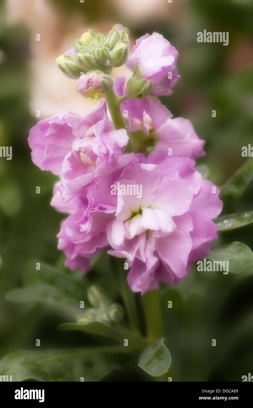 Matthiola incana. Fragrant summer flowers. Maryland, USA Stock Photo Alamy