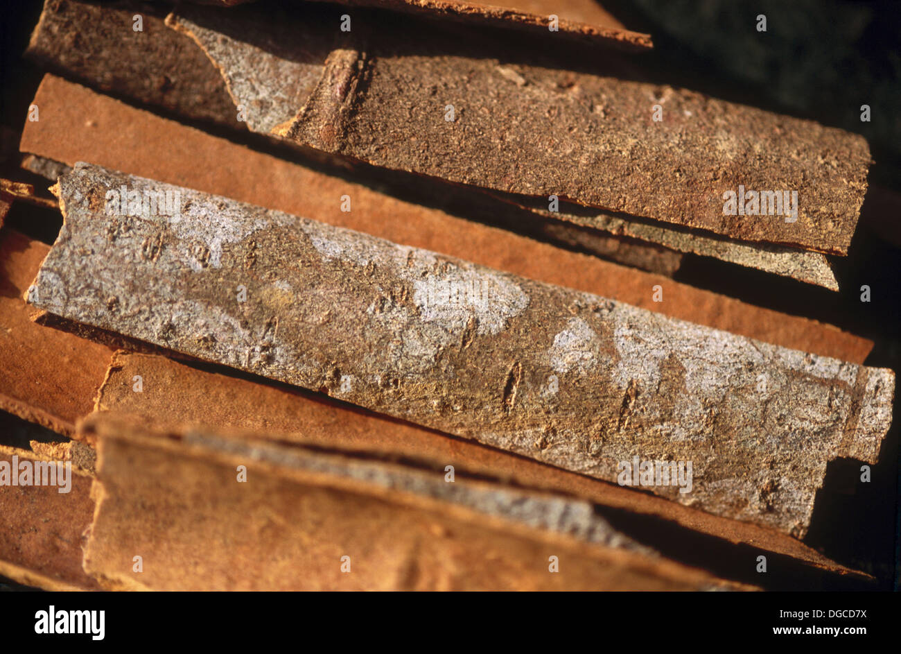 Indian cinnamon. Gujarat, India Stock Photo Alamy