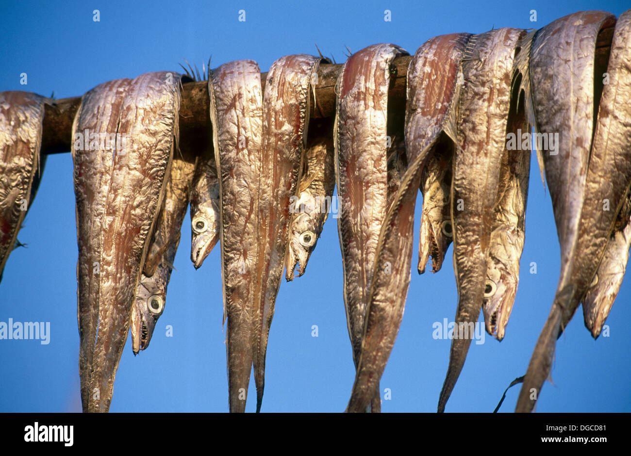 Dried fish. Maharashtra, India Stock Photo 61739441 Alamy