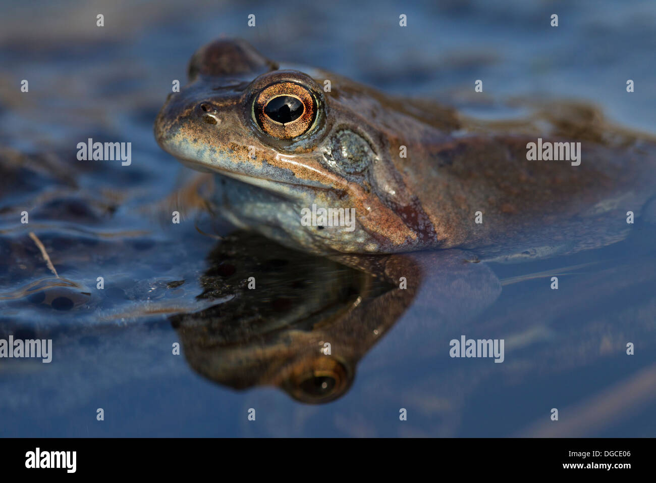 Moor Frog (Rana arvalis) female floating in pond amongst frogspawn Stock Photo