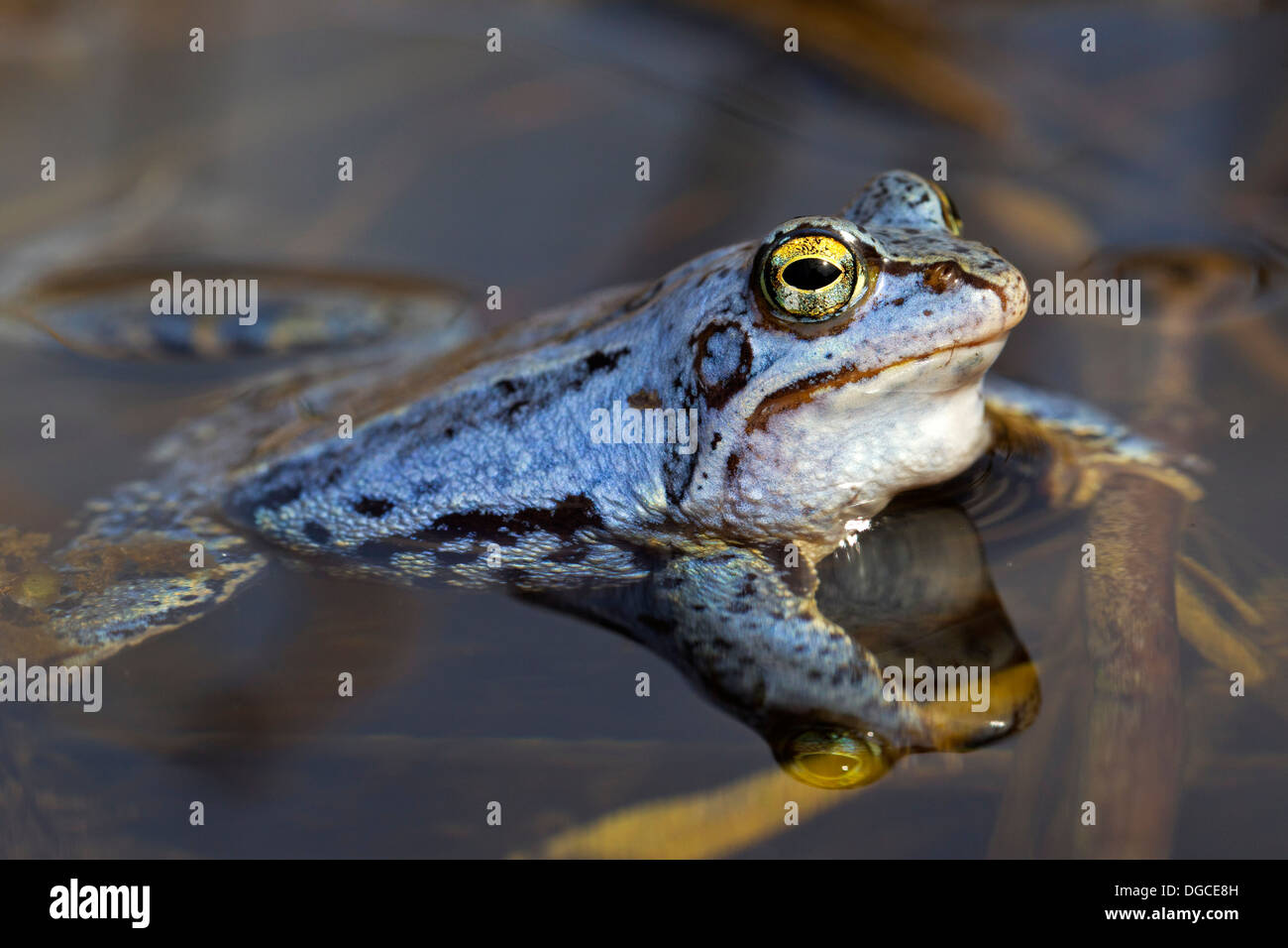 Moor Frog (Rana arvalis) blue coloured male floating in pond during the breeding season in spring Stock Photo