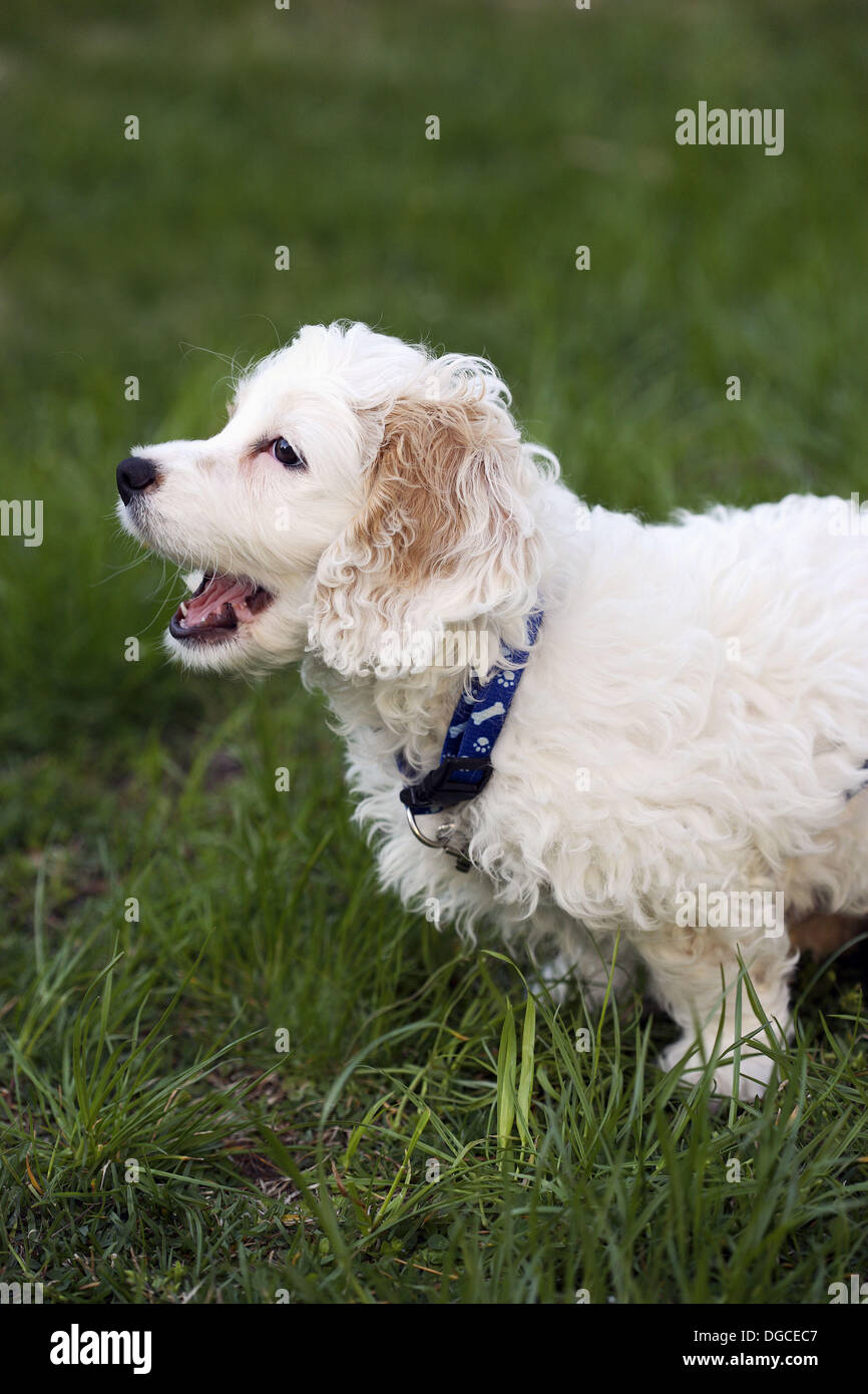 Cockapoo profile hi-res stock photography and images - Alamy
