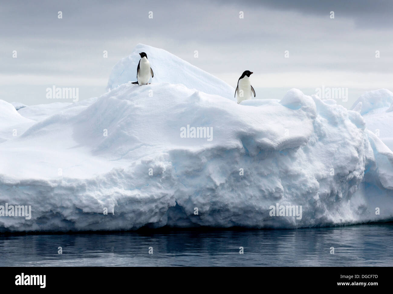 Adelie Penguins on ice floe in the southern ocean, 180 miles north of East Antarctica, Antarctica Stock Photo