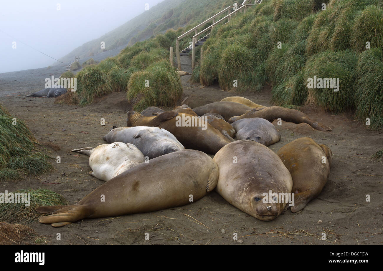 Elephant seals on the beach, north east side of Macquarie Island, Southern Ocean Stock Photo