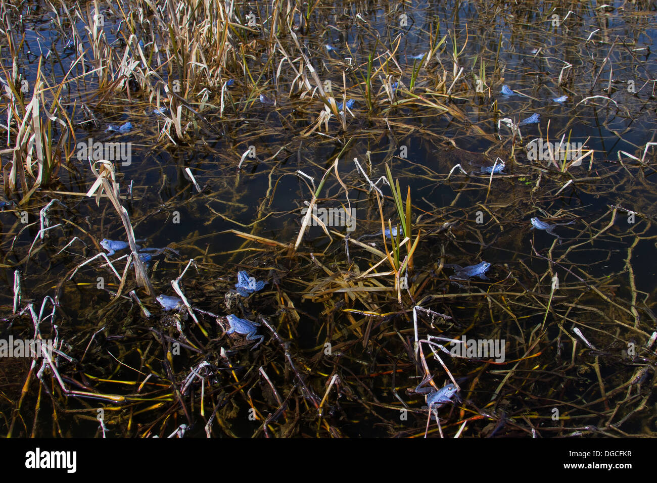 Moor Frogs (Rana arvalis) blue coloured males floating in pond during ...