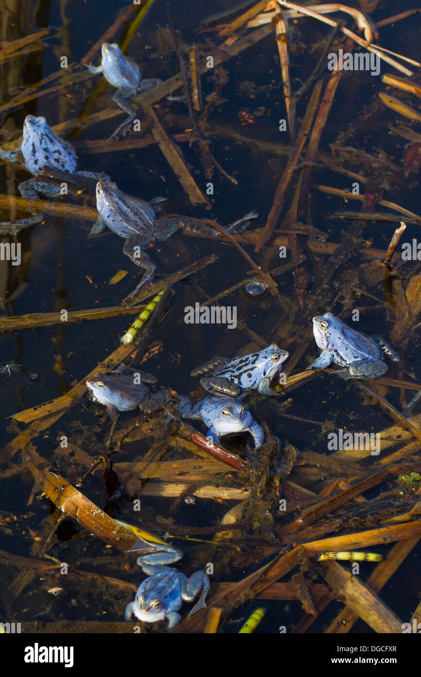 Moor Frogs (Rana arvalis) blue coloured males floating in pond during ...