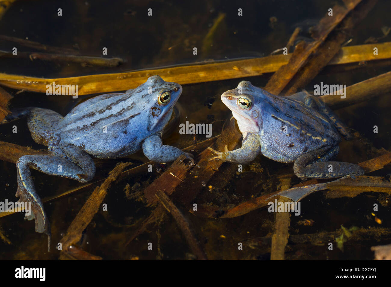 Two Moor Frogs (Rana arvalis) blue coloured males floating in pond ...