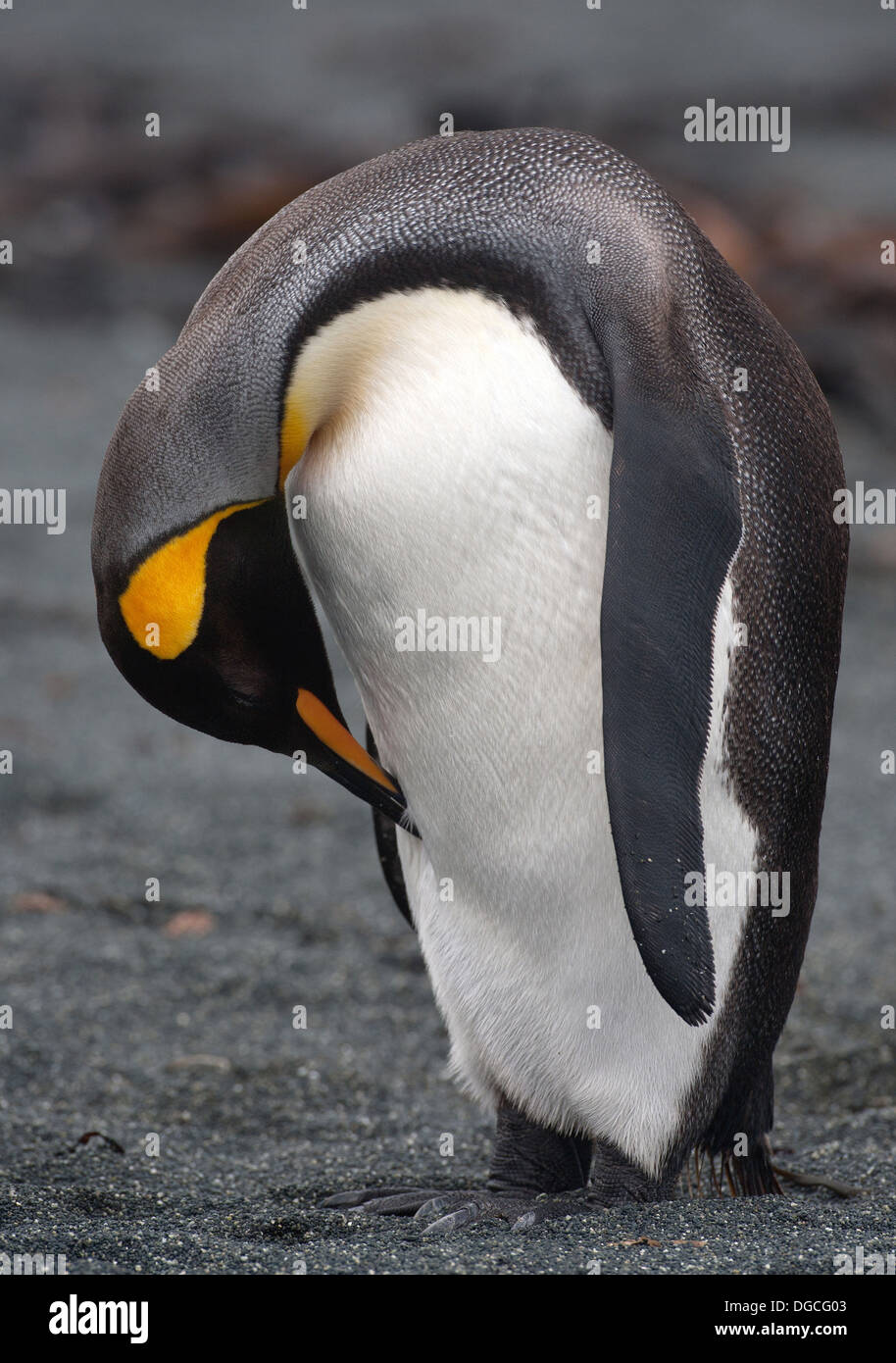 King Penguin on beach along the north east coast of Macquarie Island, Southern Ocean Stock Photo