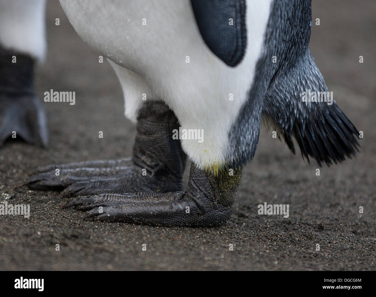 Penguin feet black hires stock photography and images Alamy