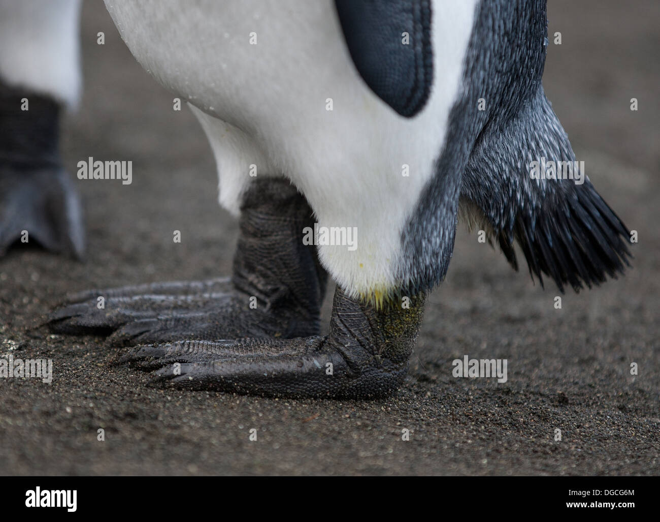 King Penguin feet, at the King Penguin colony, at Sandy Bay, along the east coast of Macquarie Island, Southern Ocean Stock Photo