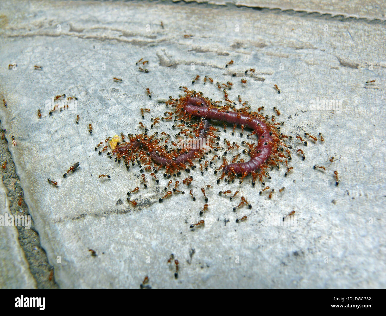 Fire Ants surrounding the dead eartworm. Kingdom: Animalia. Phylum: Arthropoda. Class: Insecta. Order: Hymenoptera. Suborder: Stock Photo