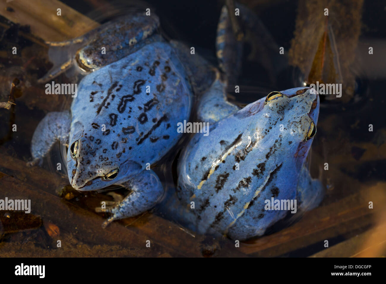 Two Moor Frogs (Rana arvalis) blue coloured males floating in pond ...