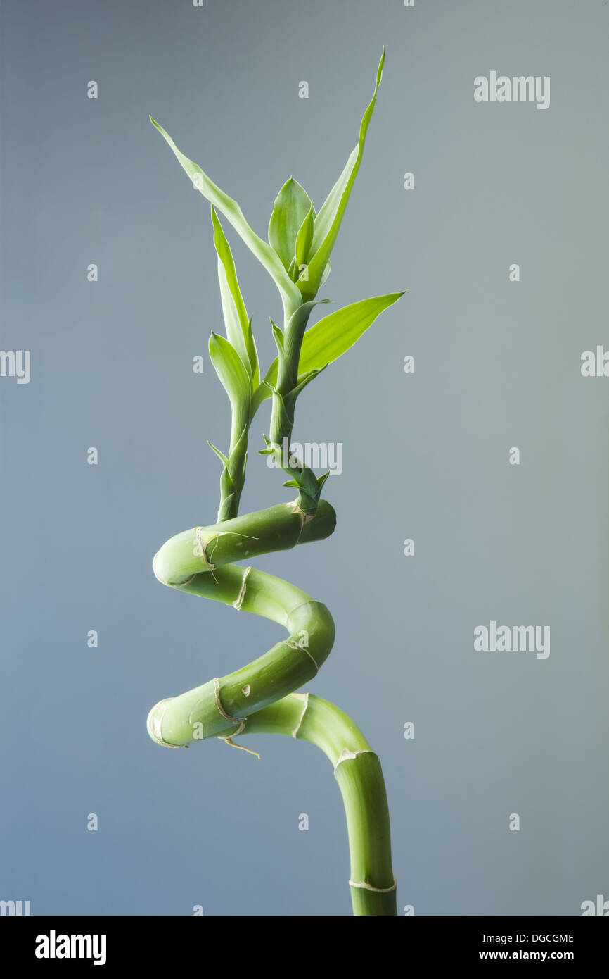 Lucky Bamboo (Dracaena Stock Photo Alamy