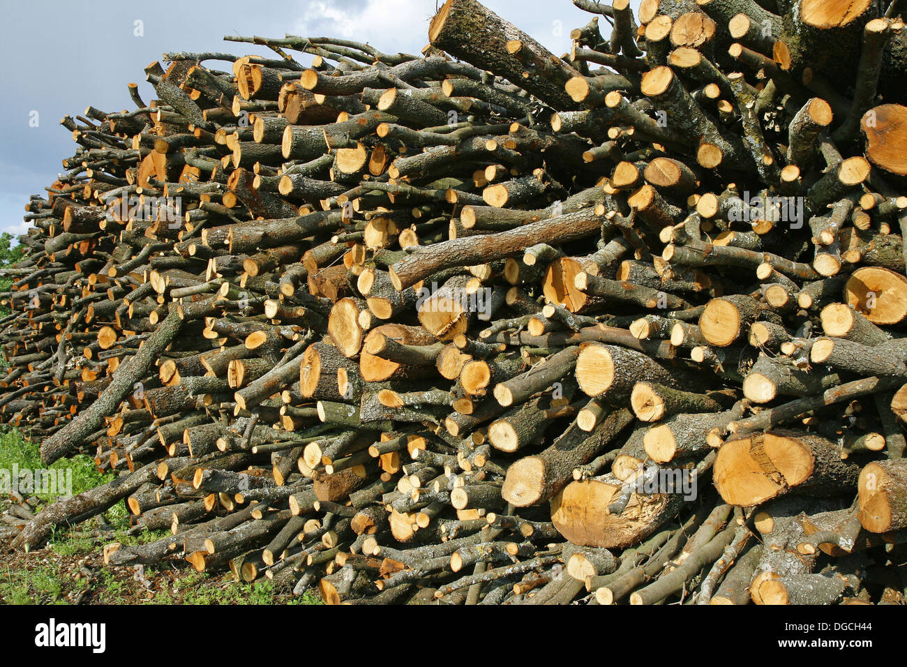 Oak wood Stock Photo