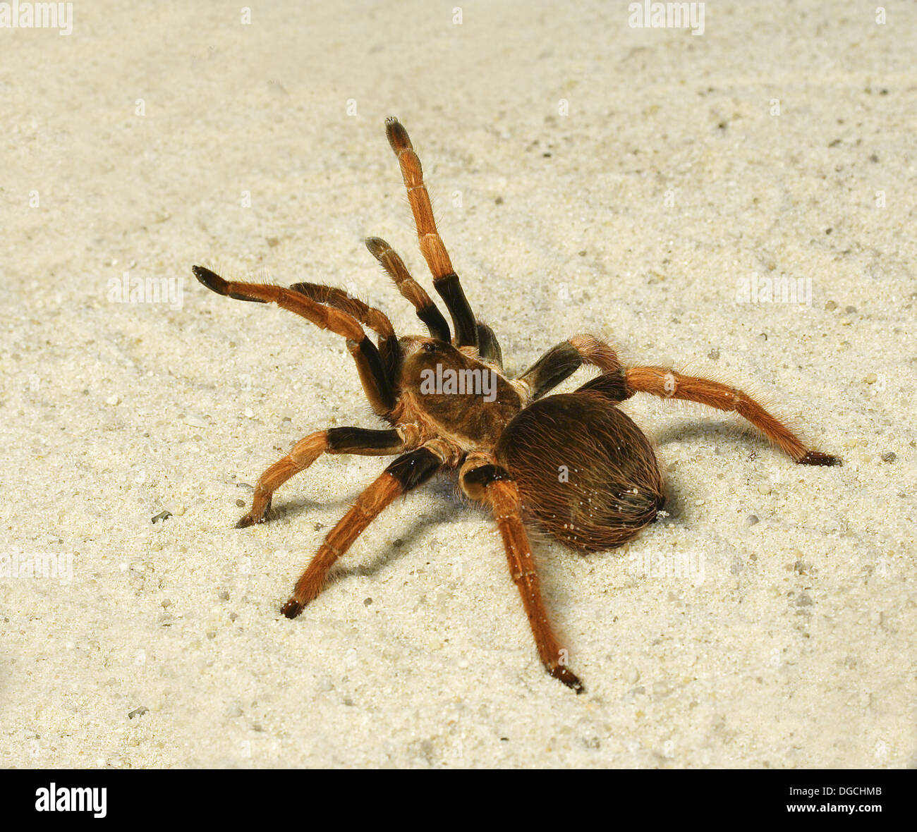 Spider ( Brachypelma boehmei ). Russia, Voronezn, terrarium Stock Photo -  Alamy