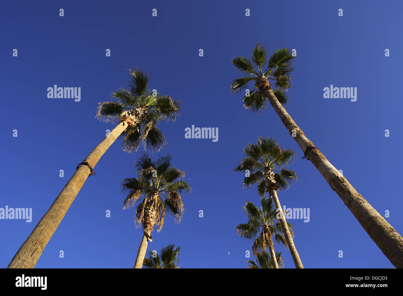 Palm trees, Los Cabos. Baja California Sur, Mexico Stock Photo Alamy
