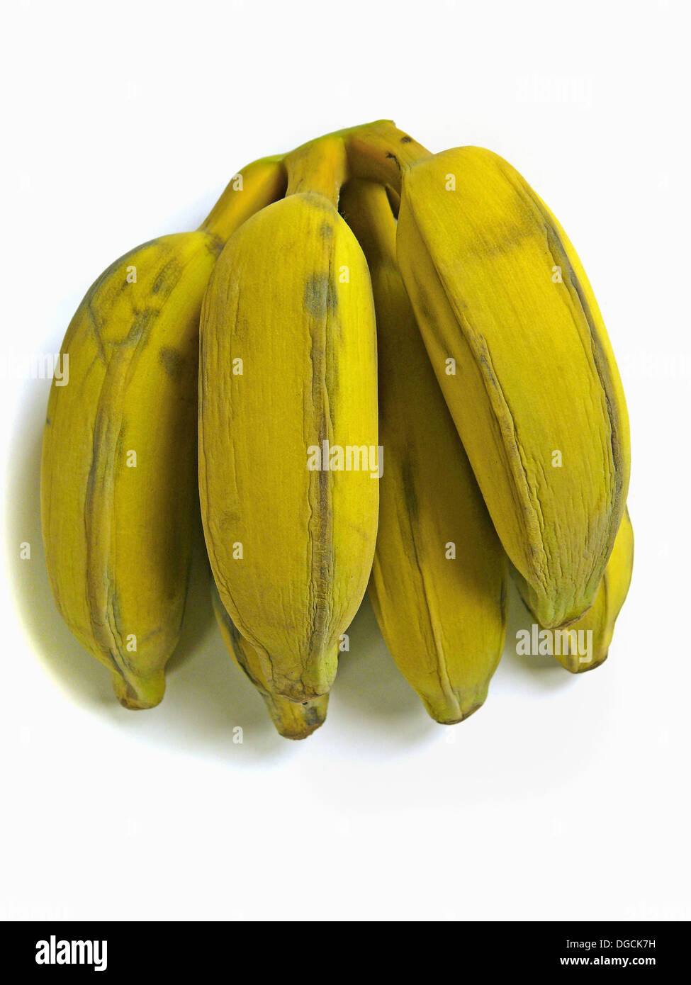 Bananas musa paradisiaca family musaceae hi-res stock photography and ...