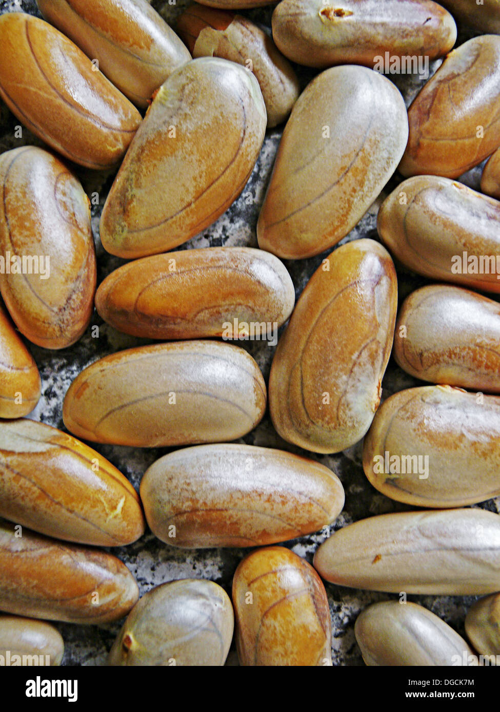 Seeds of a jackfruit. Jackfruit. Artocarpus heterophyllus Lam. Moraceae. Jackfruit is the