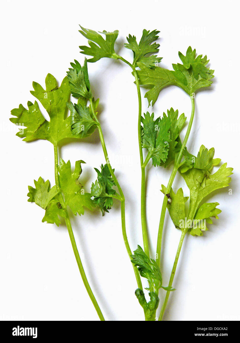 Coriander, hara dhania (leaves). Coriandrum sativum, is native to the