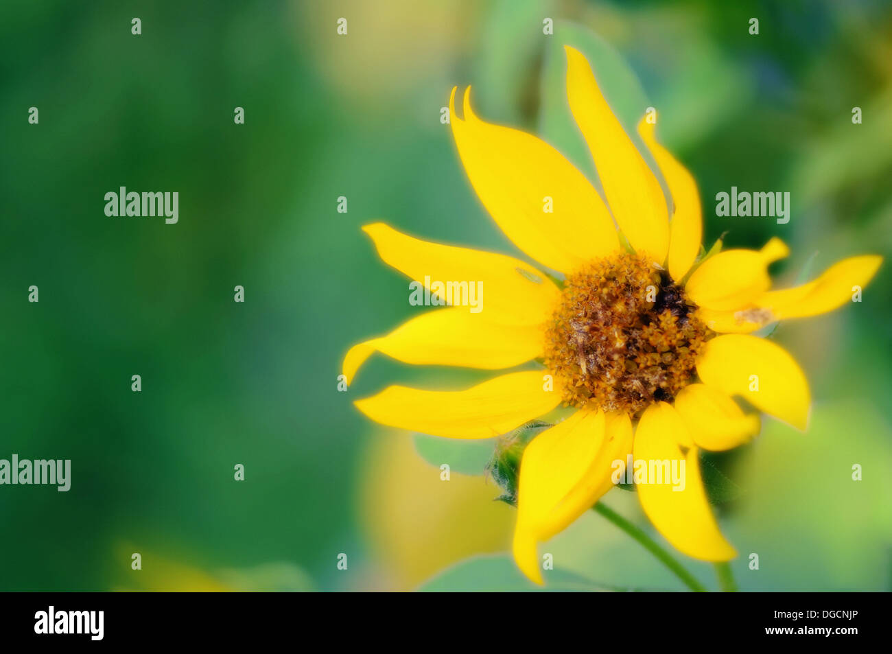 Sunflower Bloom. Helianthus annuus August 2007, Maryland, USA Stock