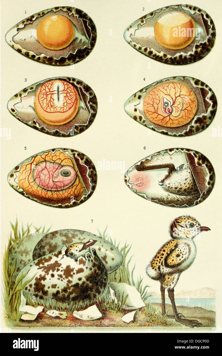 Bird embryo development, old illustration, Diccionario Salvat Enciclopédico Popular Ilustrado. Inventario del Saber Humano. Stock Photo