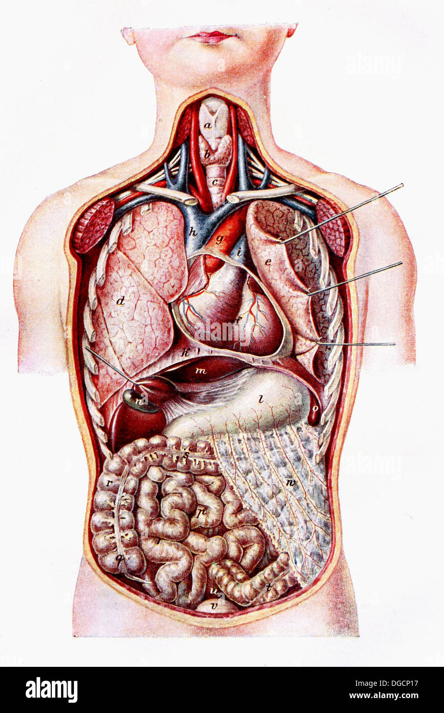 Anatomia humana i