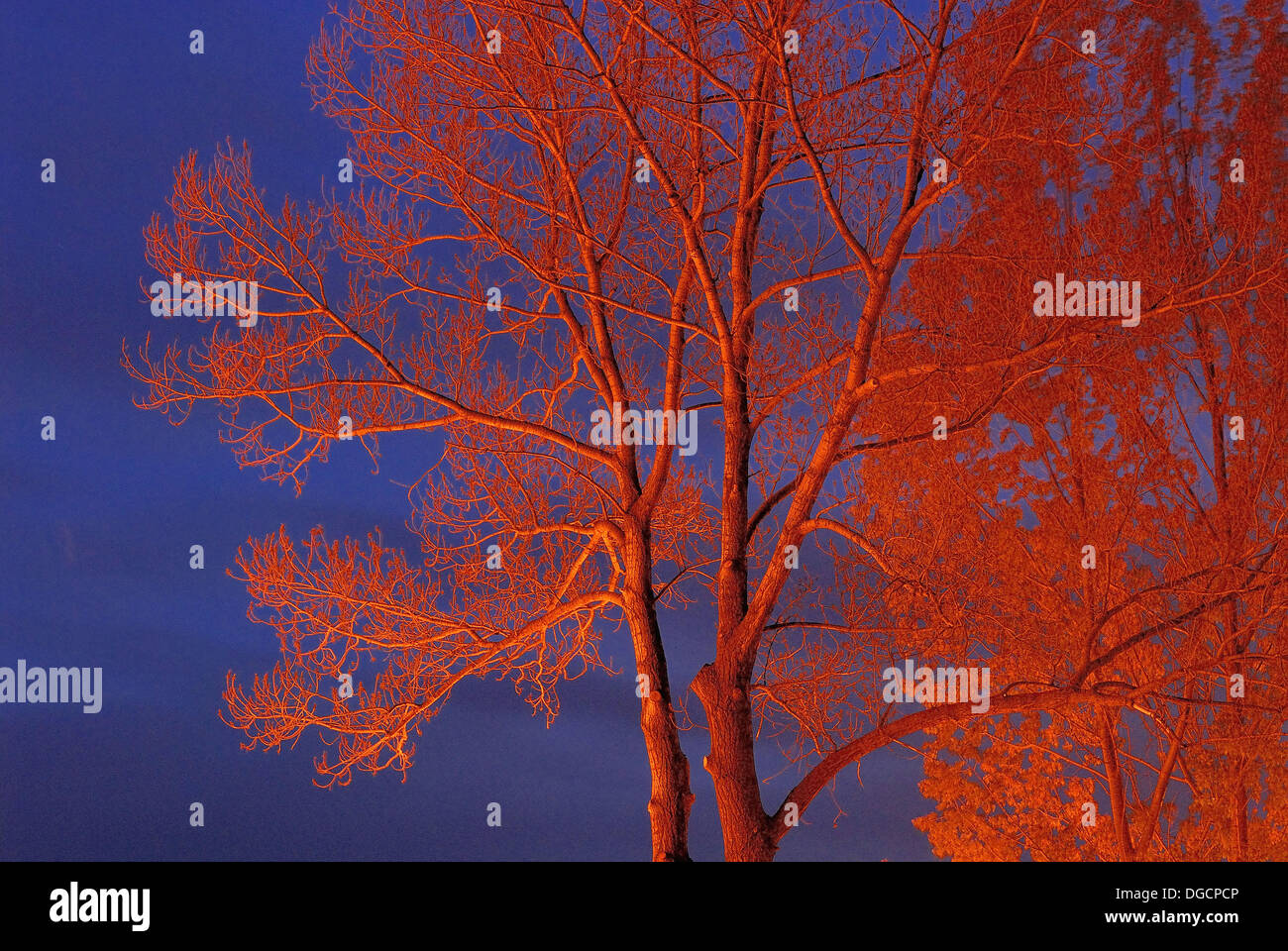 Poplar trees in winter Stock Photo Alamy