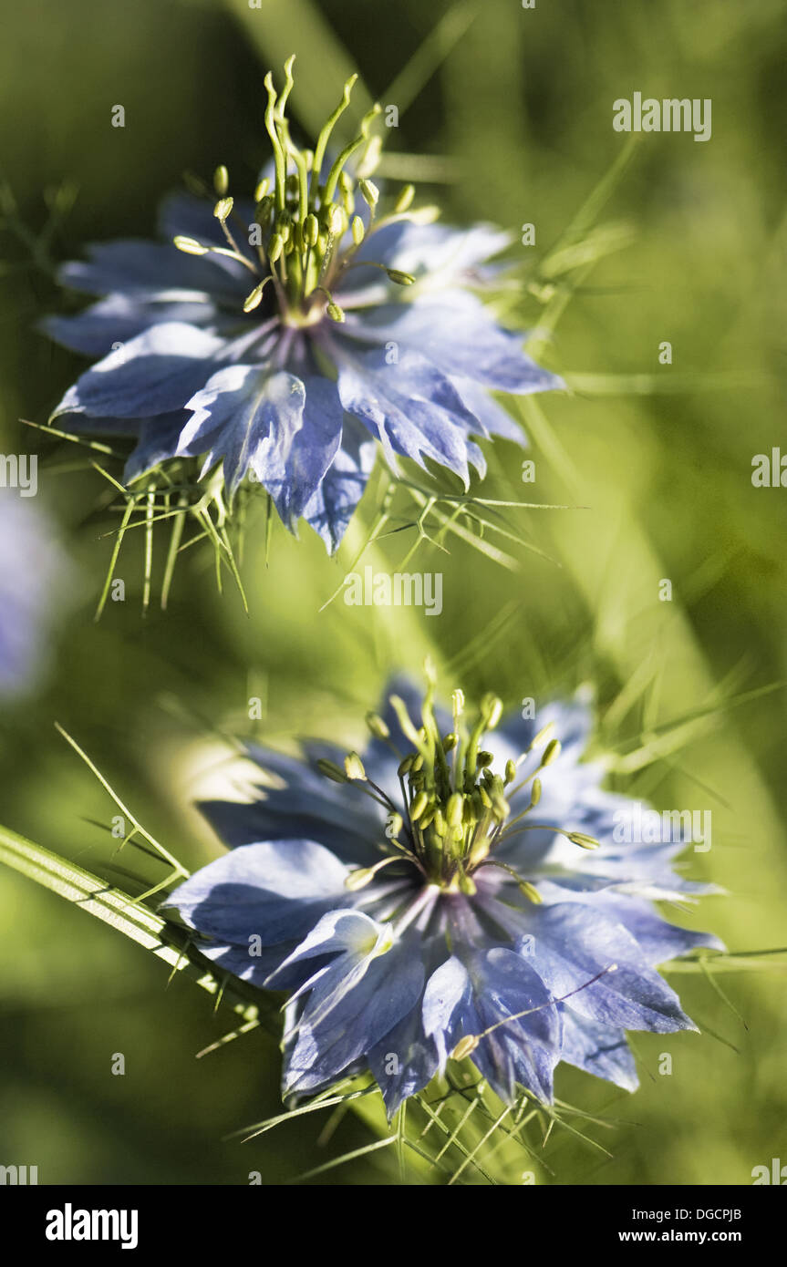 Blue Love in the Mist Flower Duo. Nigella sativa. May 2007, Maryland